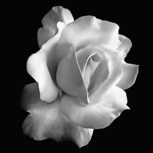 Meet your Posher, Posh